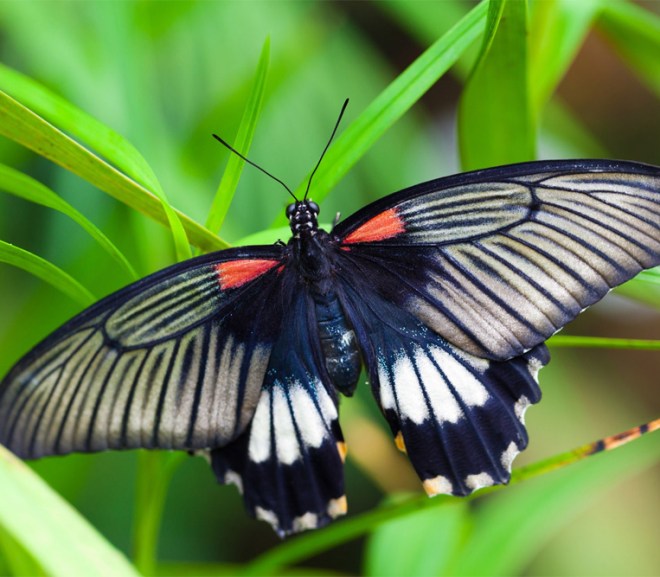 15 Colorful Butterfly Wallpapers for Desktop